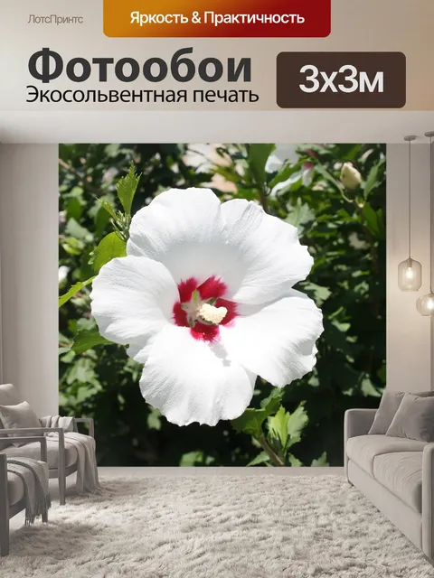 Фотообои Роза шарона