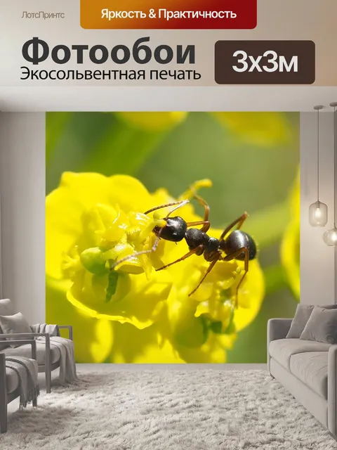 Фотообои Черный муравей