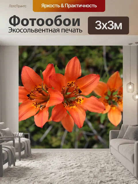 Фотообои Оранжевый цветок огненной лилии