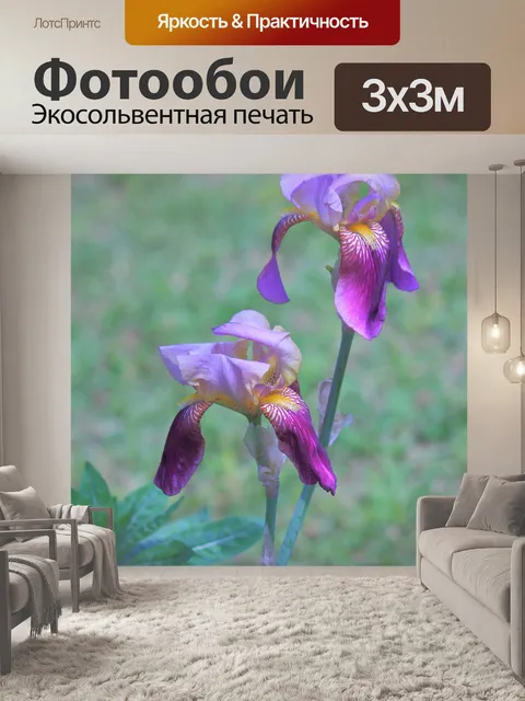 Фотообои Два Фиолетовые ирисы