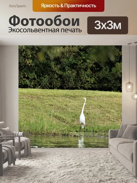 Фотообои Большая белая цапля в пруду