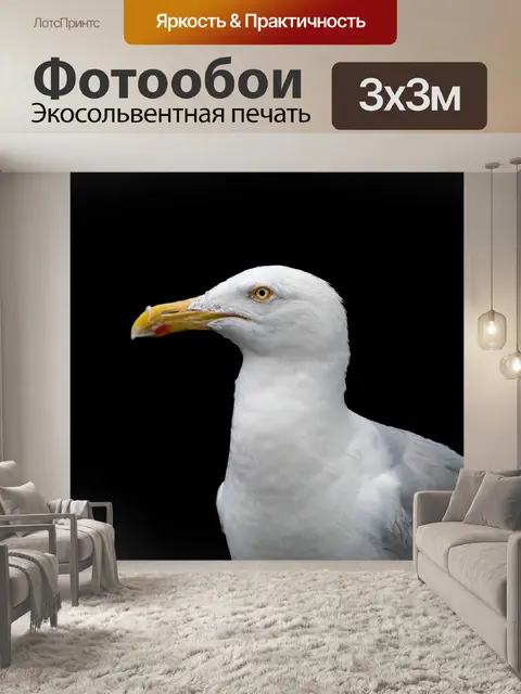 Фотообои Серебристая чайка, морская птица