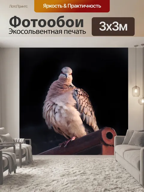 Фотообои Пятнистый голубь 7