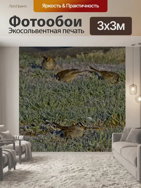 Фотообои Белый Коронованный Воробей