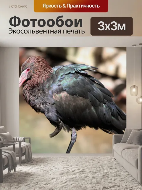Фотообои Глянцевый Ибис крупным планом