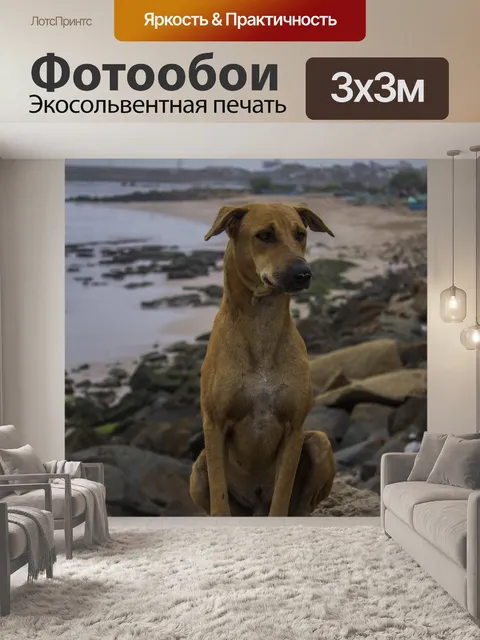 Фотообои Собака