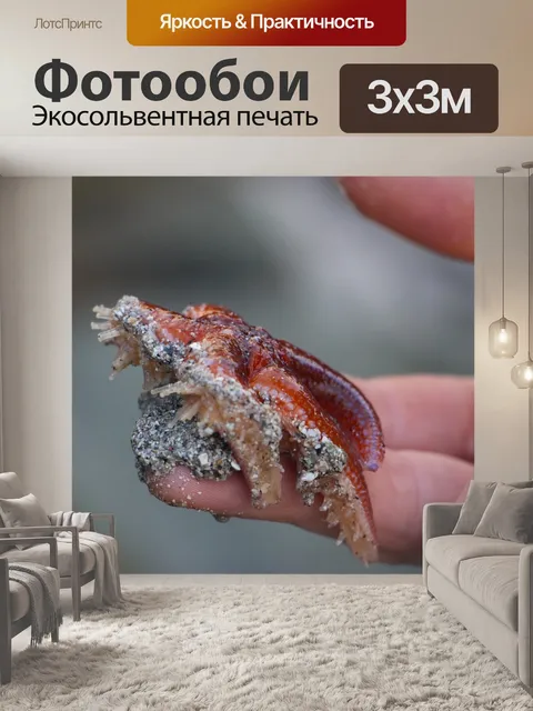 Фотообои Морская звезда