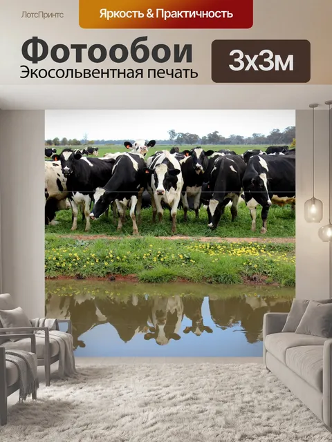 Фотообои Молочные коровы