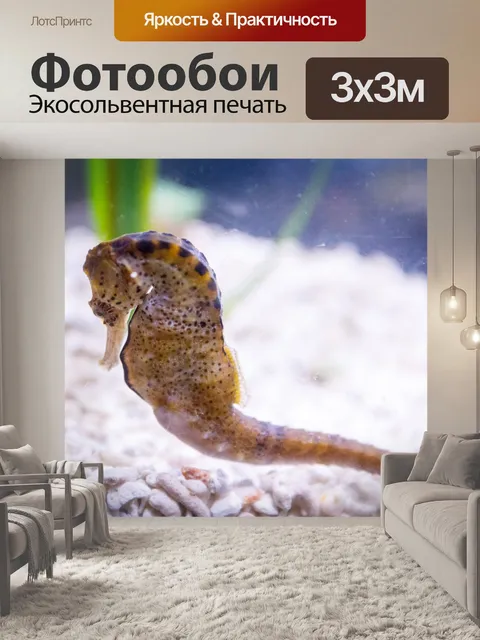 Фотообои морской конек