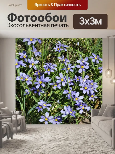 Фотообои Голубоглазая трава Полевые цветы
