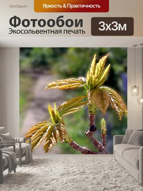 Фотообои Прорастание бутонов платана