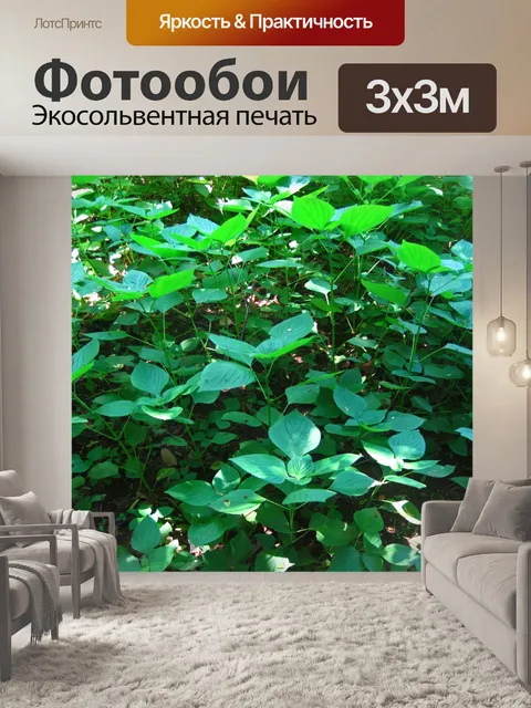 Фотообои солнечный свет на липовом листе шалфея