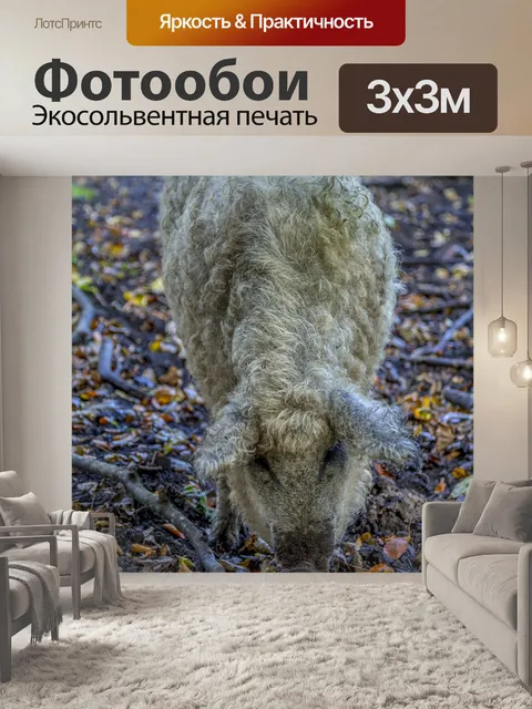 Фотообои Кудрявая свинья