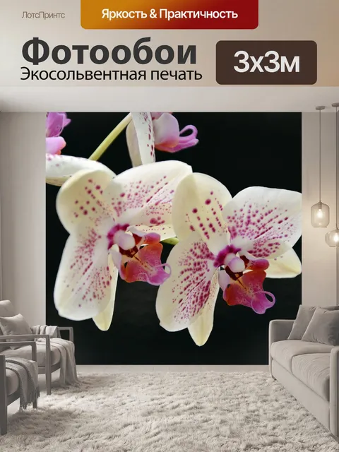Фотообои Орхидея