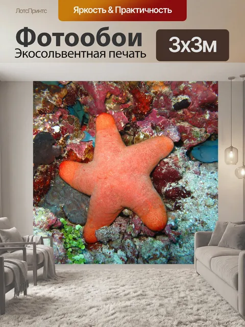 Фотообои Морская звезда