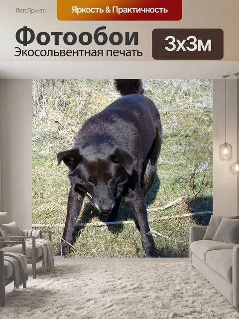 Фотообои Собака
