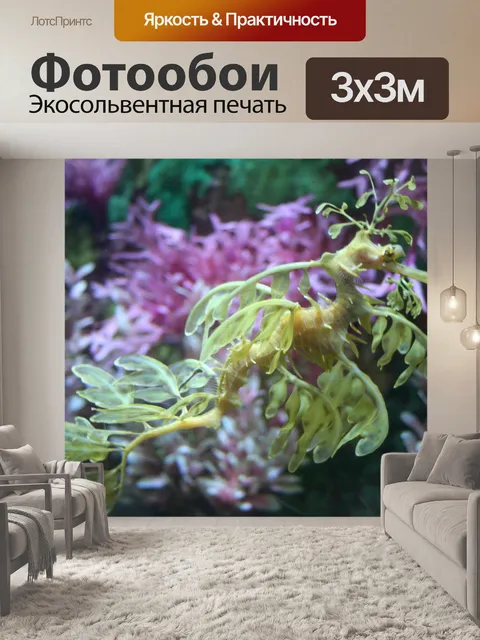 Фотообои Морской конек