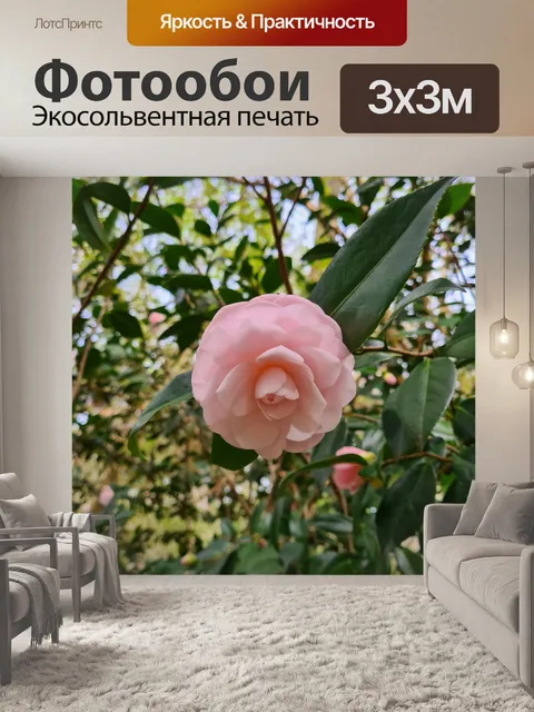 Фотообои Розовая камелия