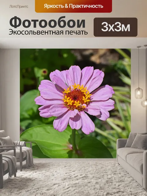 Фотообои Сиреневая-розовая цинния