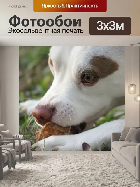 Фотообои Домашний питомец
