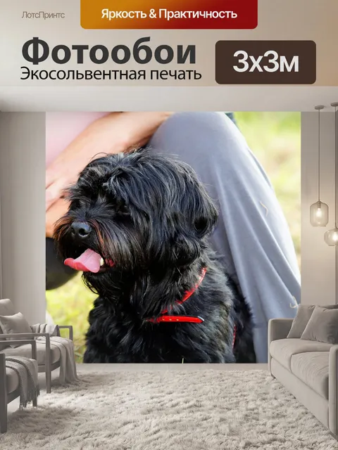 Фотообои Собака