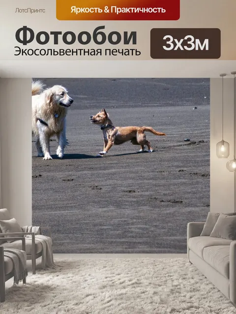 Фотообои собаки играют на пляже