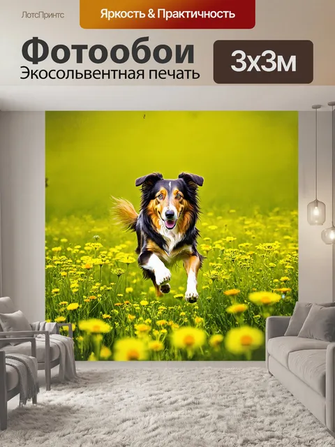 Фотообои на фоне огромного зеленого луга колли, играющий с маленьким мячиком, ловко кидается через полевые цветы