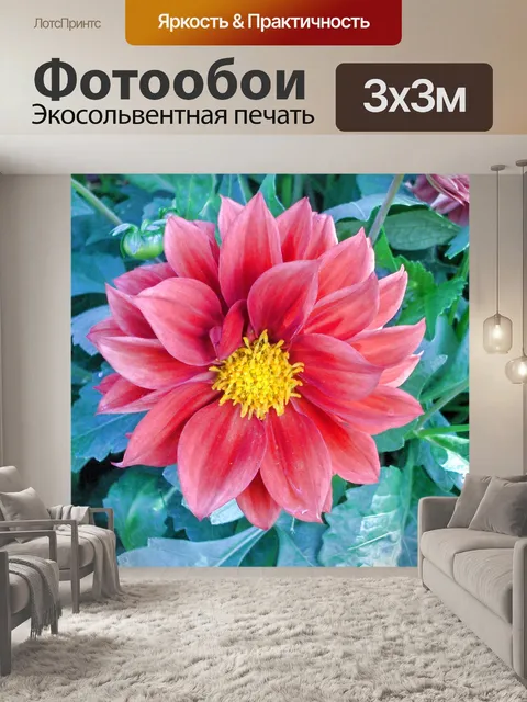 Фотообои Красные георгины (3)