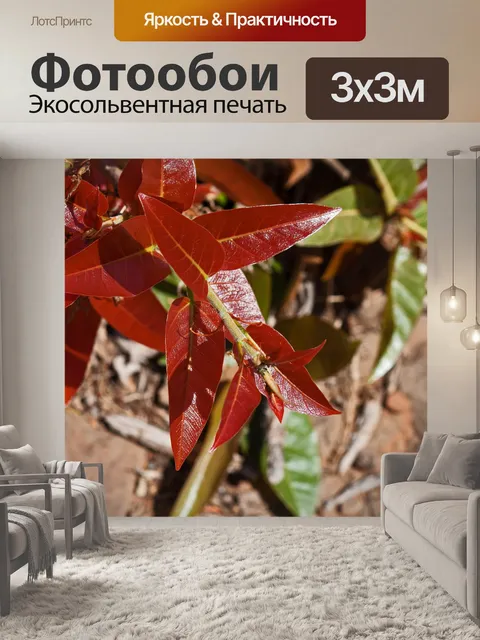 Фотообои листья скального инжира с красными листь