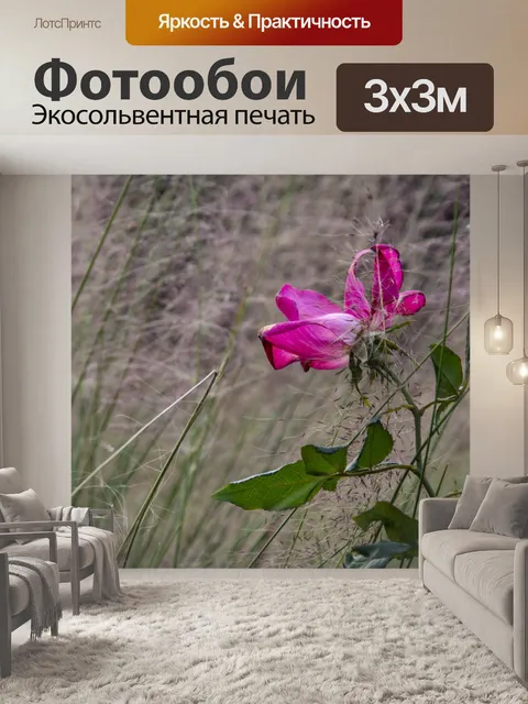 Фотообои розовая роза