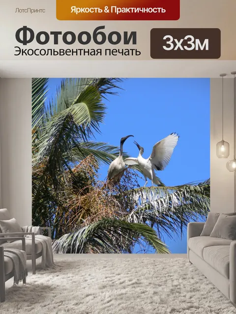Фотообои Ибисов в пальме