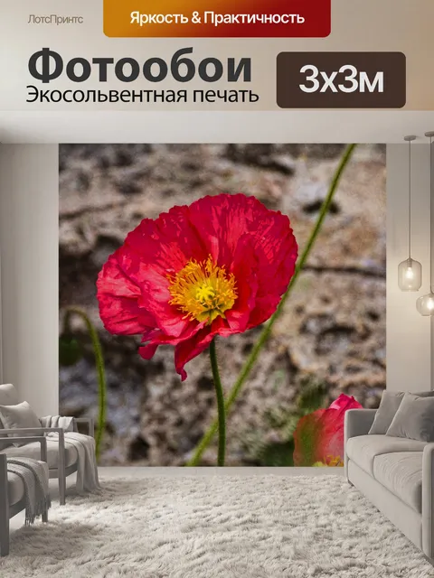 Фотообои Цинния цветок