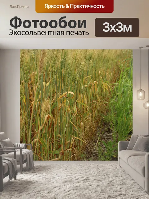 Фотообои Фермы поле Золотая пшеница