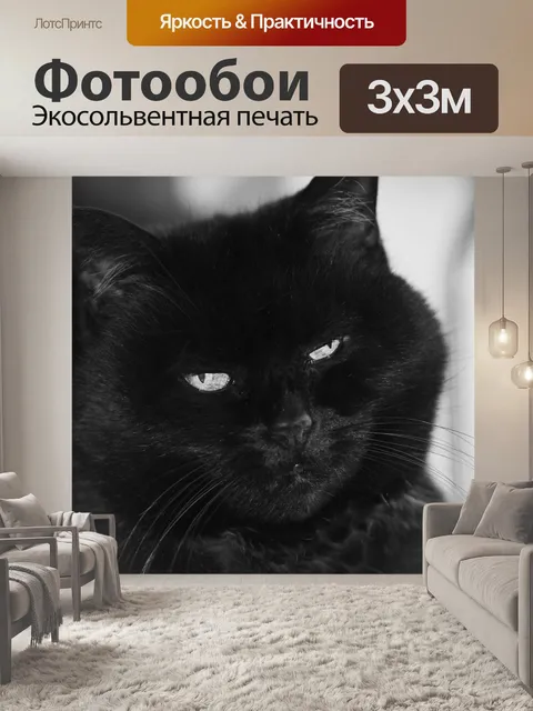 Фотообои Кот