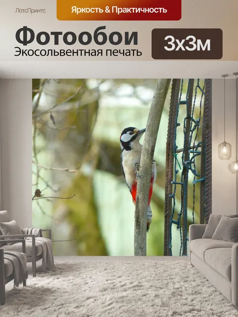 Фотообои Большой пёстрый дятел