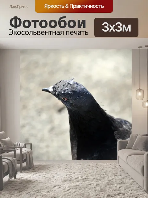 Фотообои Черный голубь