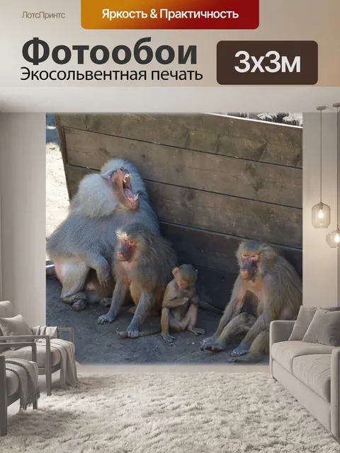Фотообои Обезьяны, бабуины установлен 2,06