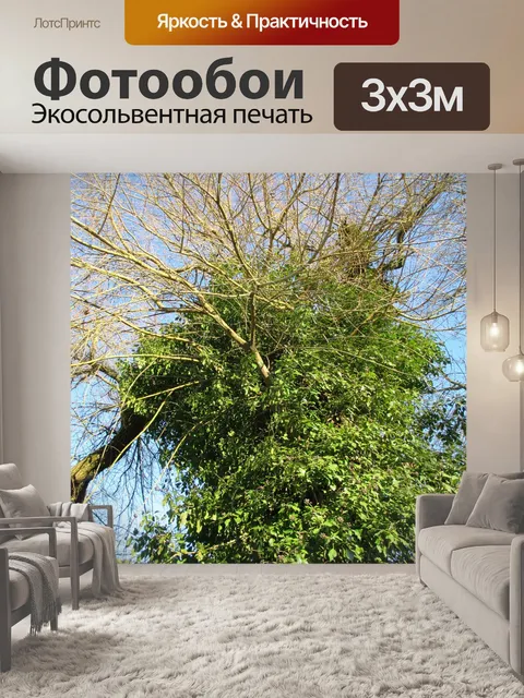 Фотообои Усики плюща