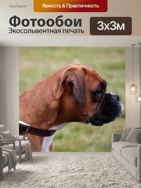 Фотообои Боксер собака