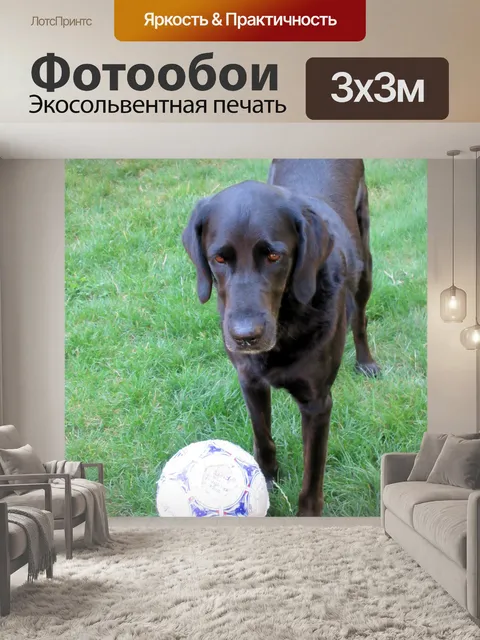 Фотообои играть в футбол
