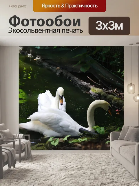 Фотообои два белых лебедя на краю пруда