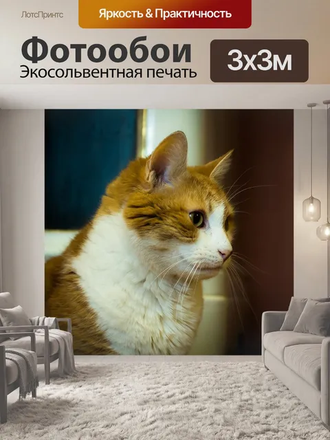 Фотообои Киса