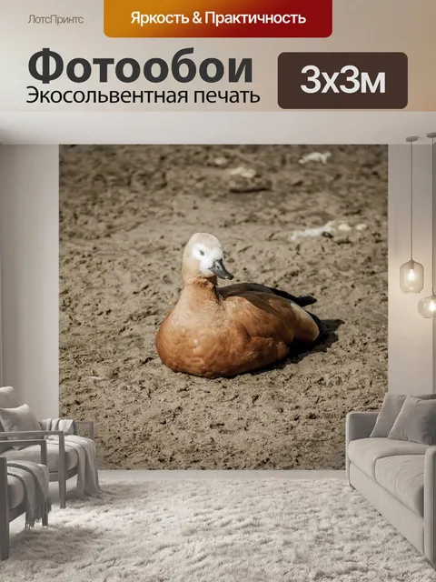 Фотообои Утка
