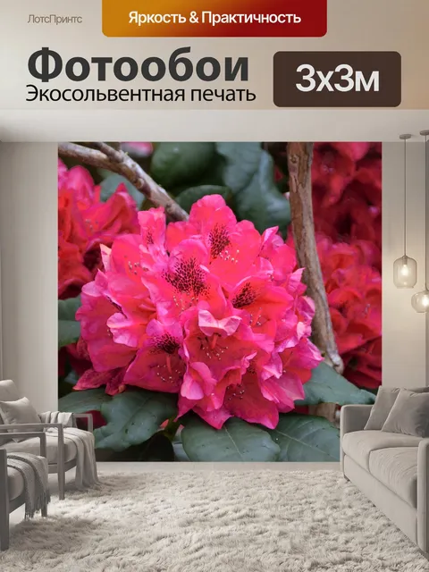 Фотообои Рододендрон цветок