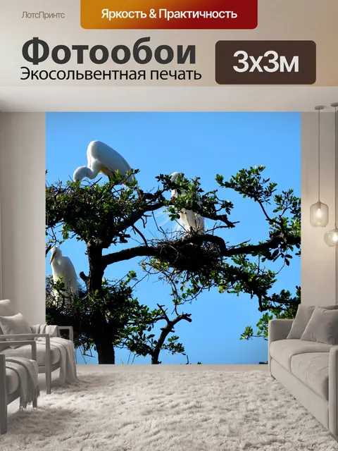 Фотообои Большая белая цапля