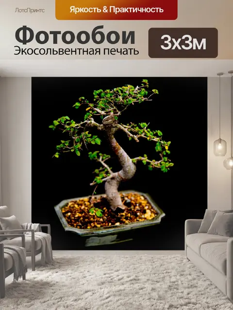Фотообои Миниатюрный японский бонсай дерево