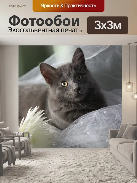 Фотообои Мейн кун