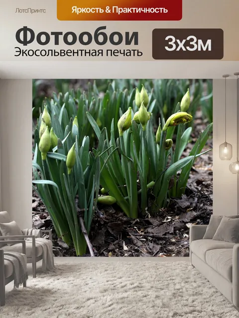 Фотообои Нарциссы