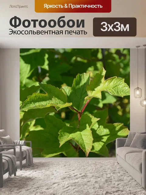 Фотообои Листы