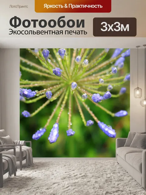 Фотообои капли воды на Agapanthus почек